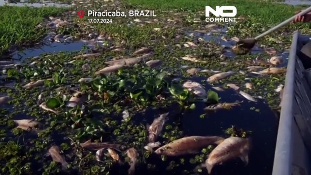 Des milliers poissons morts