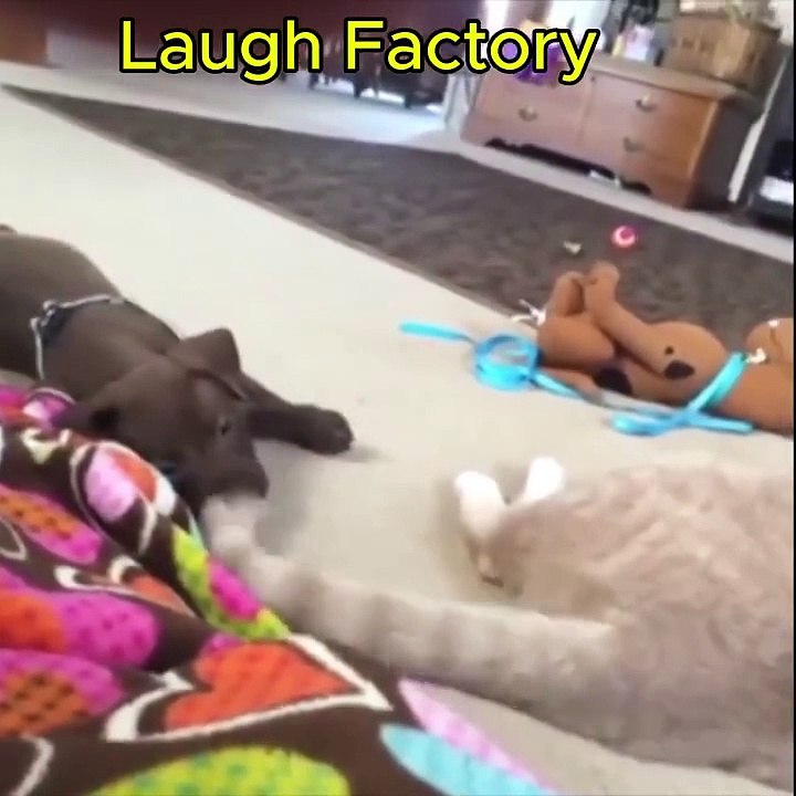 Funny Dogs Video