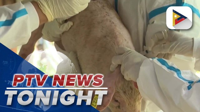 D.A. insists ASF vax effective, safe