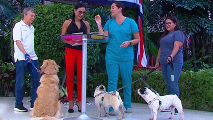 bd-snacks-para-sus-mascotas-100924