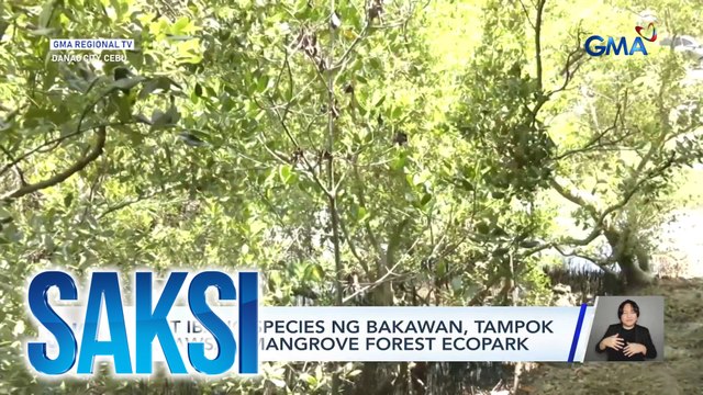 Iba't ibang species ng bakawan, tampok sa Tawsan Mangrove Forest Ecopark | Saksi