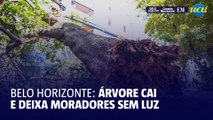 Árvore de grande porte cai em rua de BH e deixa moradores sem luz