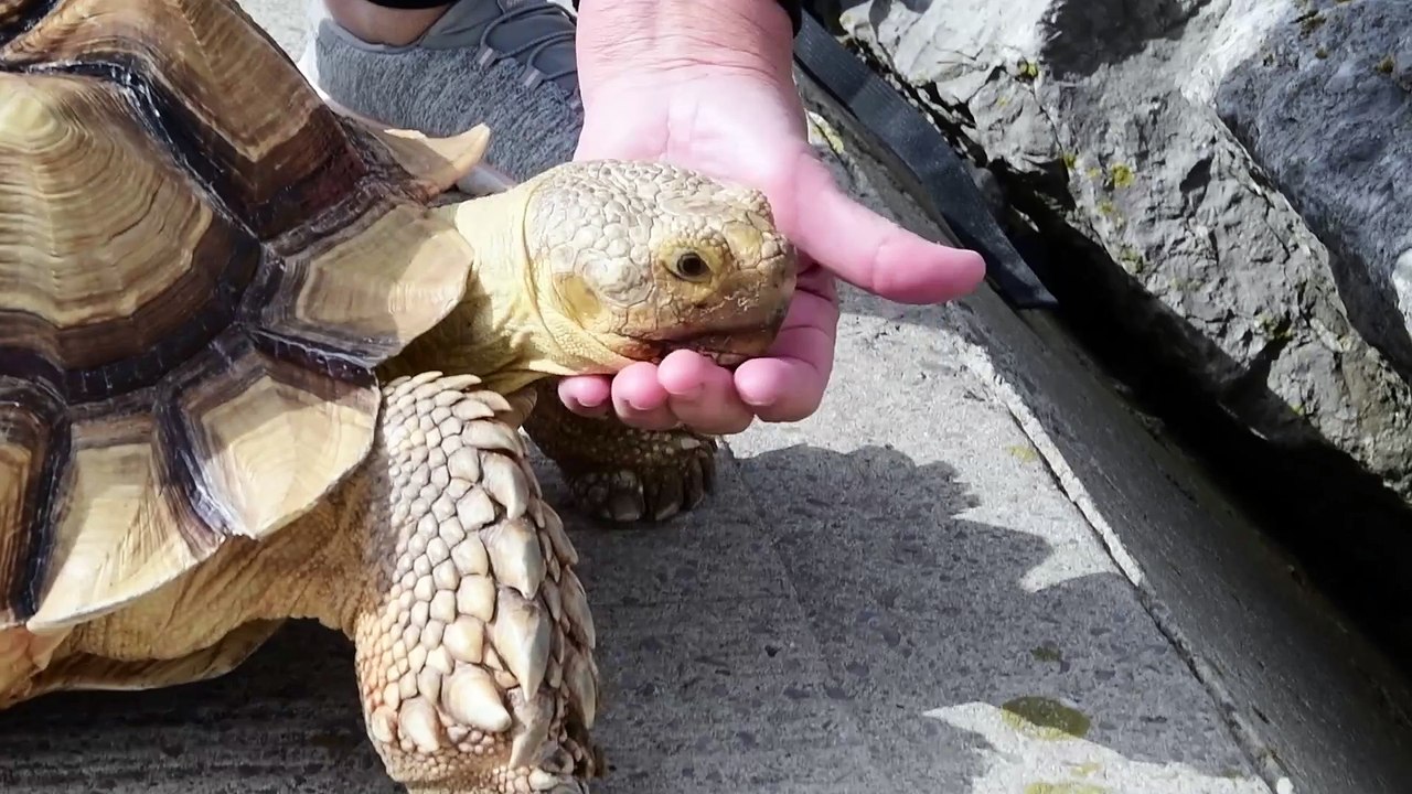 Have you spotted Mr. Miyagi the therapy tortoise on Morecambe's beach?