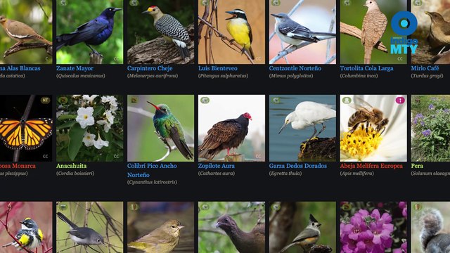 Los municipios más afectados por contaminación por ozono en Monterrey | Reporte Indigo