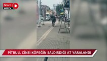 Pitbull cinsi köpeğin saldırdığı at yaralandı