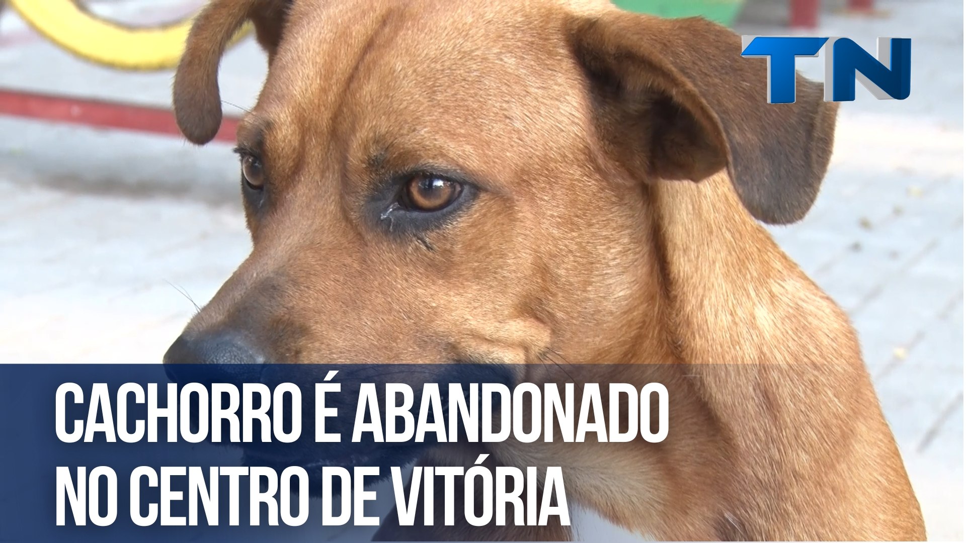 Cachorro é abandonado no Centro de Vitória