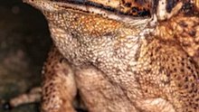 Sapo cururú: ¿Sabías * que puede pesar más de 1,5 kg?