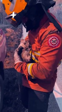 Imagens mostram resgate e desespero de animais durante combate às queimadas no Pantanal