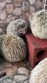 Cute hedgehog playing 