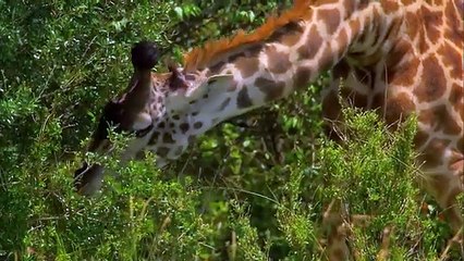 Carnassières ou végétariennes qui sont vraiment les reines de la savane _