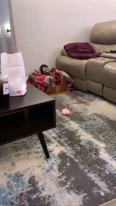 Cat I am speed