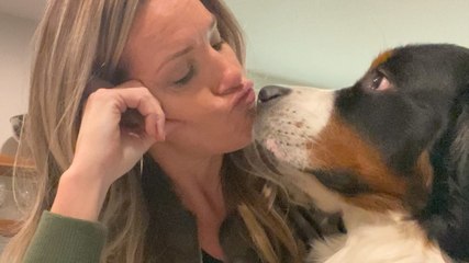 Very Needy Bernese Mountain Dog Figures Out How To Get Mom's Attention