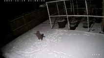 #CUTE - Una cámara de seguridad graba a un mapache intentando atrapar la nieve que cae.