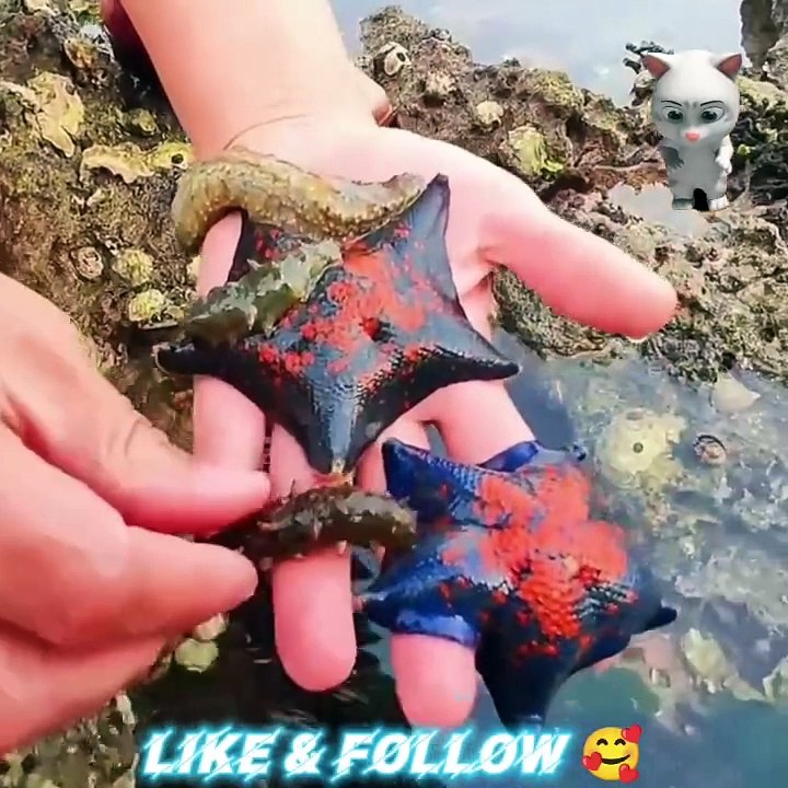 Récolte de homard du Pacifique Sud ! Sur la plus grande lune, des homards colorés se sont rassemblés dans la piscine.