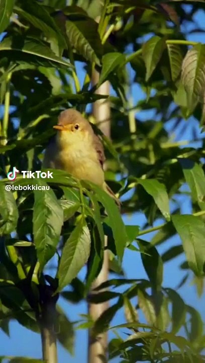 Gacor burung lebok kicau