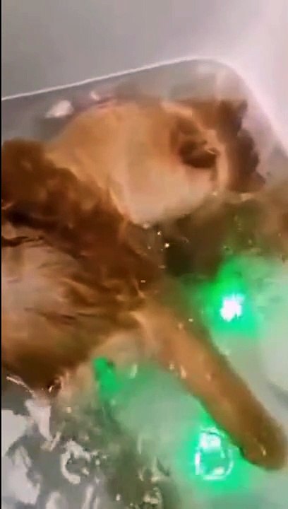 Ce chat kiffe tellement le jacuzzi