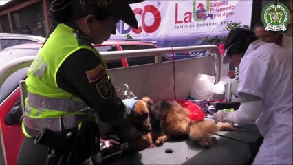09-04-19 jornada vacunación mascotas en condición de calle