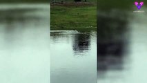 Un canguro salta a una presa para darse un baño