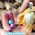 Ce genre d'escargot perlé qui émet des sons n'apparaît qu'une fois tous les ans. | Fruit de mer |