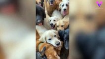 Una habitacion llena de canes