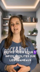 5 infos insolites sur les chameaux