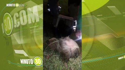 Lo más tierno Un oso perezoso y su cría que estaban desorientados en Rionegro fueron los rescataron