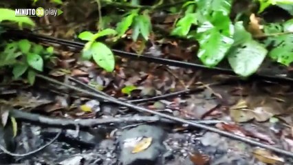 Dolorosa imagen Una ardilla intentando salir de una piscina de petroleo que hicieron criminales en las selvas de Nariño