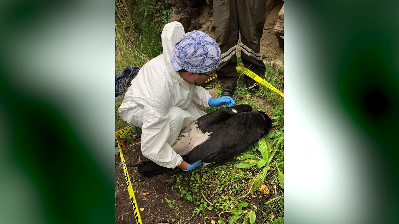 20-12-18 En Medellín investigan la muerte de ‘Ami’, cóndor andina del Ecuador