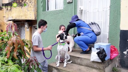 Medellín aplicó 224.052 vacunas antirrábicas grati