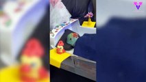 #CUTE: Este loro se queda dormido en una cama hecha a medida