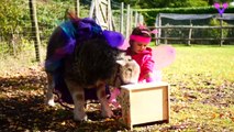 Adorable amistad entre una niña y una oveja