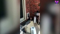 Dos bebés gemelos encuentran en la puerta del perro una vía de escape