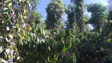 "تغيير لا مفر منه".. مزارعو البنّ  في فيتنام يتهيأون لتطبيق القانون الأوروبي لمكافحة إزالة الغابات