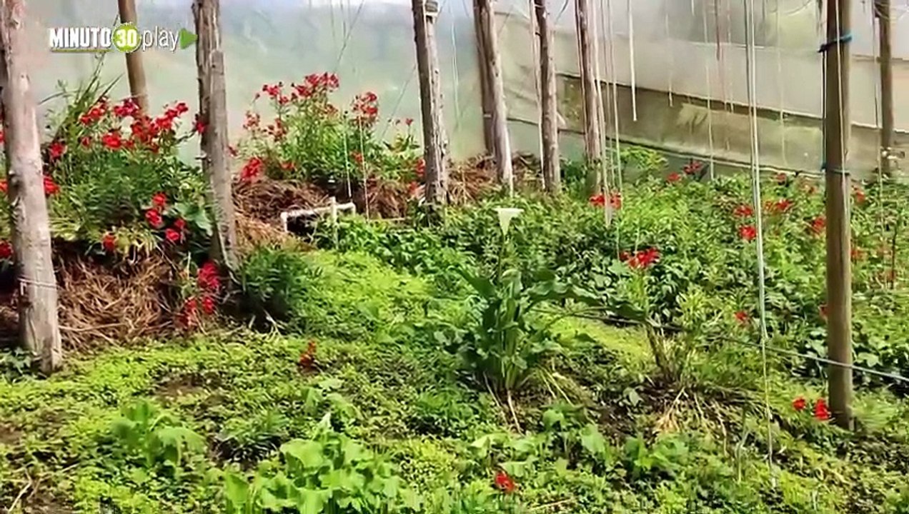 Productores agrícolas afectados por la ola invernal en Medellín reciben insumos