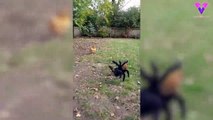 #VIRAL: Una gallina huye de otra gallina disfrazada de araña