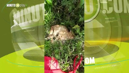 Qué tristeza Entre lágrimas mujer aseguró que violaron a un gatico en San Cristóbal, occidente de Medellín