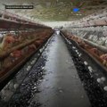 #HuevosAzules: Exhiben videos de gallinas enfermas en granjas mexicanas
