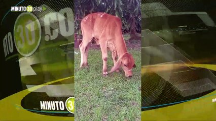 En el Poli ya adoptaron al ternerito que ingresó a las instalaciones de la institución