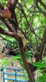 AMAZING LIZARD CLIMBS A BRANCH ON A SHADY TREE