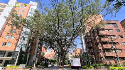 El árbol patrimonio cultural falso laurel será talado por su deterioro y el riesgo para la comunidad de Itagüí  Parte 1