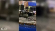 Las ratas roban la comida de los pingüinos en el zoológico