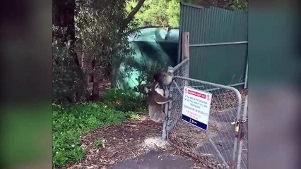 #TODOENVIDEO: Los animales se salvan unos a otros. Casos sorprendentes de ayuda mutua entre animales