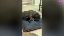 #WTF: Este perro durmiendo suena como un personaje de dibujos animados