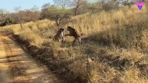 #OMG: Filman una acalorada pelea entre dos tigres hembra