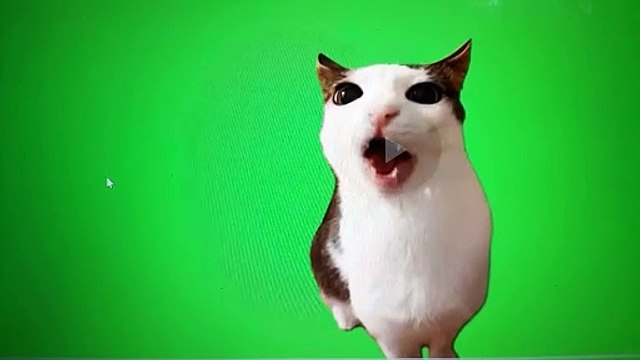 Cat Video (Green Screen Luna Cat)