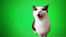 Cat Video (Green Screen Luna Cat)