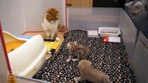 La reaccion de gatitos bebes al ver a su papa
