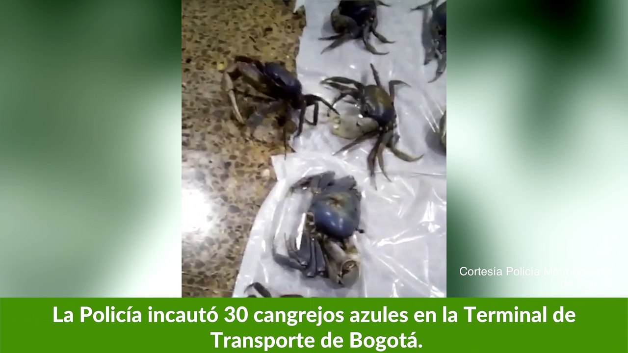 05-05-17-incautaron-30-cangrejos-azules-terminal-bogota