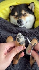 Manyu Spa Day! #dogsoftiktok #cute #littlemanyu #shiba #shibainu