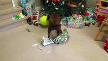 #CUTE: Perro recibe una pelota de tenis gigante para Navidad